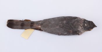 Media type: image;   Ornithology 264682 Description: Photograph of specimen: Dorsal.;